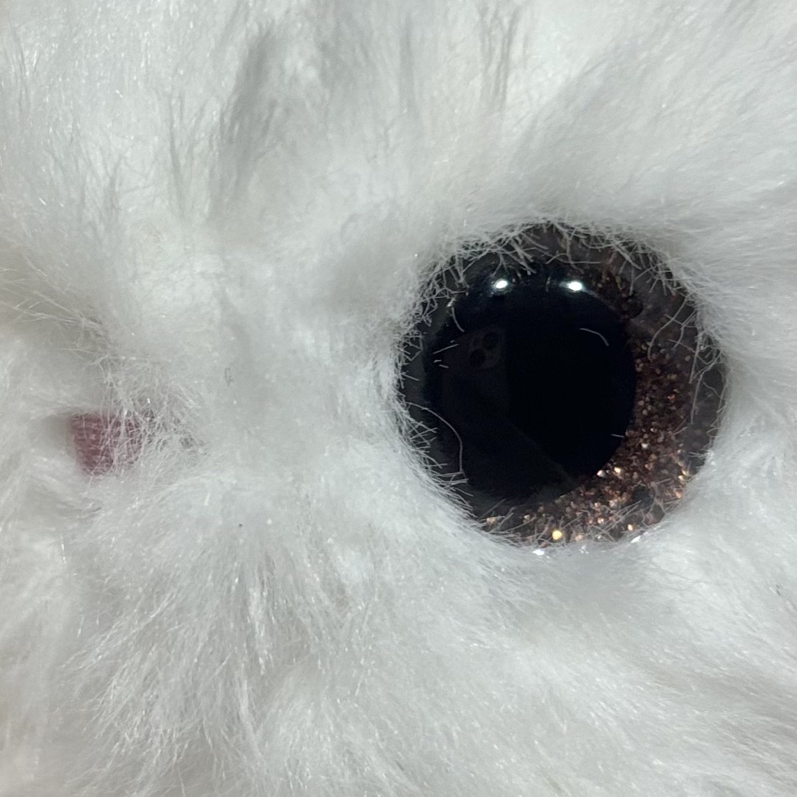 Eye Color - Dark Brown